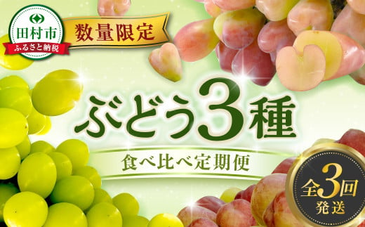 【先行予約 2025年発送】＼ぶどう3種食べくらべ定期便／ 3回発送 冷蔵 高級 種無し 種なし シャインマスカット ブドウ ぶどう 品種 果物 フルーツ 巨峰 美味しい 希少 人気 福島県 田村市 鈴木農園 1696052 - 福島県田村市