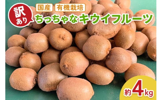 [訳あり] ちっちゃなキウイフルーツ (約4kg) 有機栽培【黒澤農園】｜数量限定 期間限定 キウイ ヘイワード 果物 果実 フルーツ 農家直送 産地直送 有機栽培 国産 甘楽町産 群馬県産 訳あり品 [0256] 635978 - 群馬県甘楽町