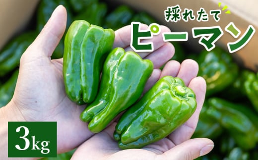 ピーマン 3kg 高知県香南市産採れたて 野菜 やさい 新鮮 国産 肉厚 炒め物 肉詰め 料理 高知県 香南市 冷蔵 im-0004 1690479 - 高知県香南市