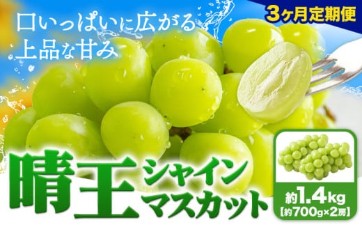 【3ヶ月定期便】ぶどう シャインマスカット 晴王 1.4kg 2房 ハレノフルーツ(アストライ)《7月上旬-9月末頃出荷》岡山県 浅口市 送料無料 フルーツ 果物 マスカット お取り寄せフルーツ【配送不可地域あり】