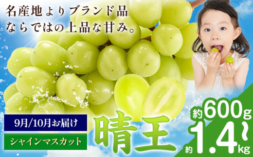 【先行予約】ぶどう シャインマスカット 晴王 600g 700g 1.2kg 1.4kg 1房 2房 マスカット岡山《9月上旬-11月中旬頃出荷》岡山県 浅口市 送料無料 フルーツ 果物 マスカット お取り寄せフルーツ【配送不可地域あり】
