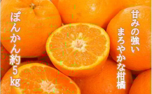 【令和8年1月配送】甘さ凝縮「ポンカン」約5kg_1301R