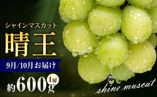 ぶどう シャインマスカット 晴王 600g 1房 彩美菜果《9月上旬-11月中旬頃出荷》 マスカット 送料無料 岡山県 浅口市 フルーツ 果物 贈り物 国産 岡山県産 くだもの 果物 青果物 9月～10月発送 【配送不可地域あり】