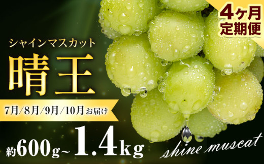 ぶどう シャインマスカット 晴王 600g 700g 1.2kg 1.4kg 1房 2房 4ヶ月定期便 彩美菜果《2026年7月上旬-10月末頃出荷》 マスカット 送料無料 岡山県 浅口市 フルーツ 果物 贈り物 国産 くだもの 果物 7月 8月 9月10月 発送 【配送不可地域あり】
