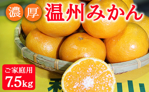 濃厚温州みかんご家庭用7.5kg(和歌山天田みかん)◆ みかんの産地和歌山 北村農園直送 ※2025年12月上旬頃より順次発送予定