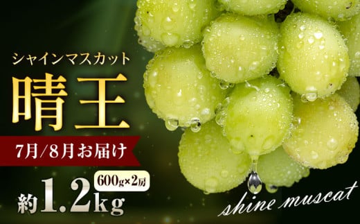 ぶどう シャインマスカット 晴王 1.2kg 2房 彩美菜果《2025年7月上旬-9月中旬頃出荷》 マスカット 送料無料 岡山県 浅口市 フルーツ 果物 贈り物 国産 岡山県産 くだもの 果物 青果物 7月～8月発送 【配送不可地域あり】 st-p