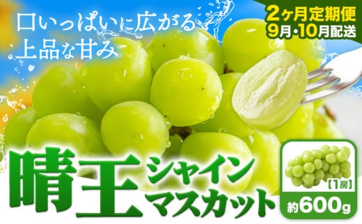 シャインマスカット 晴王 定期便シャインマスカット【2ヶ月定期便】ぶどう シャインマスカット 晴王 600g 1房 ハレノフルーツ(アストライ)《9月上旬-10月末頃出荷》岡山県 浅口市 送料無料 フルーツ 果物 マスカット お取り寄せフルーツ【配送不可地域あり】