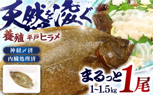 【陸上養殖】【内臓処理済】神経〆平戸ヒラメ1尾 1~1.5kg 平戸市/イワミ水産 [KAB316] 1685936 - 長崎県平戸市