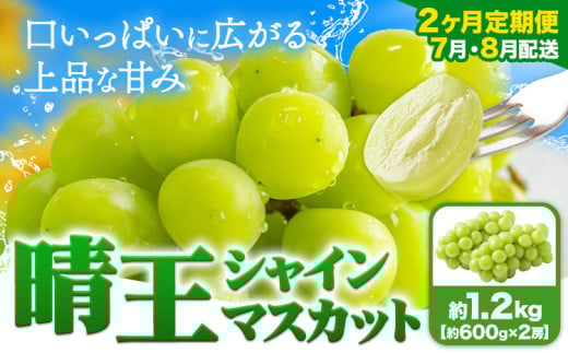 【2ヶ月定期便】ぶどう シャインマスカット 晴王 1.2kg 2房 ハレノフルーツ(アストライ)《7月上旬-8月末頃出荷》岡山県 浅口市 送料無料 フルーツ 果物 マスカット お取り寄せフルーツ【配送不可地域あり】 st-p