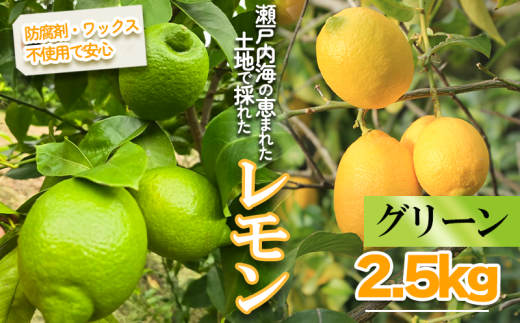 グリーンレモン 約2.5kg ｜果物 くだもの フルーツ レモン れもん 檸檬 新鮮 かんきつ 柑橘 防腐剤不使用 ワックス不使用 グリーンレモン ぐりーんれもん イエローレモン いえろーれもん  国産 愛媛県 松山市 瀬戸内 レモン果汁 ビタミン レモンサワー ジュース チューハイ レモンシロップ レモンスカッシュ 1660796 - 愛媛県松山市