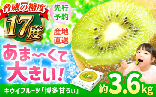 【★先行予約★　2025年11月上旬以降発送】福岡県ブランド! キウイフルーツ 博多甘うぃ 約3.6kg キウイ きうい あまうぃ 果物 くだもの フルーツ ギフト 甘い 果肉 果実 ビタミンC 博多 広川町 / JAふくおか八女農産物直売所どろや [AFAB013] 1694000 - 福岡県広川町