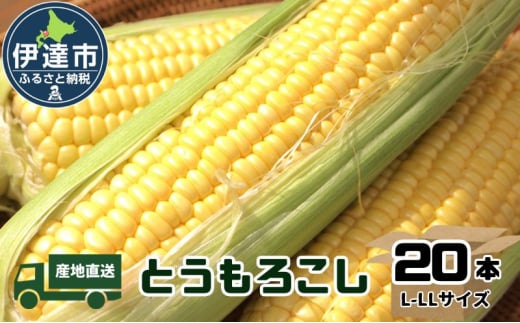 [№5525-0523]【2025年 発送 】 先行予約 北海道 伊達 産 とうもろこし イエロー 種 20本 L-LL サイズ スイートコーン 甘い 新鮮 産地直送 1265619 - 北海道伊達市