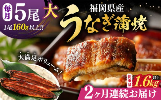 【全2回定期便】福岡県産 うなぎ 蒲焼 大5尾　合計 800 g（1尾あたり 160g以上）《豊前市》【福岡養鰻】 国産 うなぎ 大 [VAD035] 1693991 - 福岡県豊前市