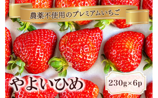 農薬を使わず育てた安心安全 イチゴ やよいひめ 6パック いちご 苺 ナノバブル水素水使用 農薬不使用 希少 国産 果物 フルーツ くだもの 冬 旬 産地直送 農家直送 産直 甘い デザート スイーツ 家庭用 贈答 贈答用 茨城 茨城県 石岡市 (A14-007) 1689386 - 茨城県石岡市