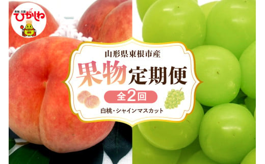 【2025年先行予約 全2回 定期便】東根市産 桃、シャインマスカット 果物定期便 （玉数、房数お任せ）　hi074-004-1 1691348 - 山形県東根市