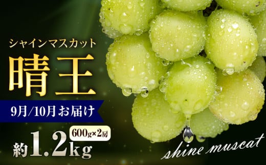 ぶどう シャインマスカット 晴王 1.2kg 2房 彩美菜果《9月上旬-11月中旬頃出荷》 マスカット 送料無料 岡山県 浅口市 フルーツ 果物 贈り物 国産 岡山県産 くだもの 果物 青果物 9月～10月発送 【配送不可地域あり】