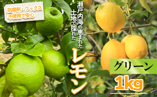 [2025年10月より順次発送]グリーンレモン 約1kg |果物 くだもの フルーツ レモン れもん 檸檬 新鮮 かんきつ 柑橘 防腐剤不使用 ワックス不使用 グリーンレモン ぐりーんれもん イエローレモン いえろーれもん 国産 愛媛県 松山市 瀬戸内 レモン果汁 ビタミン レモンサワー ジュース チューハイ レモンシロップ レモンスカッシュ