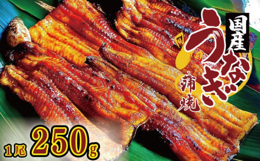 うなぎ 国産 鰻 蒲焼き 1尾 250g 秘伝のタレ付 炭火焼き ウナギ かば焼 国産うなぎ 蒲焼 鰻蒲焼き タレ セット 魚 魚介 惣菜 ギフト 贈り物 贈答 土用の丑 和食 日本料理 冷凍 徳島県 吉野川市 1689416 - 徳島県吉野川市