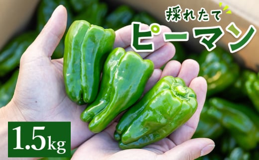 ピーマン 1.5kg 野菜 やさい 新鮮 国産 肉厚 炒め物 肉詰め 料理 高知県 香南市産採れたて 高知県 香南市 冷蔵 ピーマン im-0002 1690477 - 高知県香南市