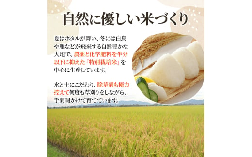 新潟県上越市のふるさと納税 【訳あり】1月発送分 新潟 にじのきらめき 5kg 上越市 精米 米 新潟県 おすすめ 限定 虹のきらめき