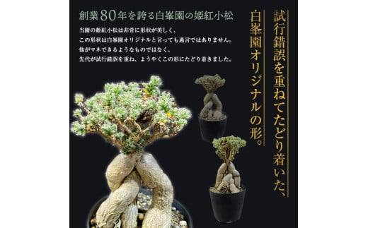 白峯園】 姫紅小松 25年生前後 塊根植物 トリコディアデマ バルボサム Trichodiadema bulbosum 観葉植物盆栽 観葉 植物  コーデックス メセン インテリア F21J-115 - 青森県平内町｜ふるさとチョイス - ふるさと納税サイト