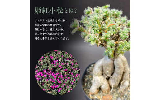 白峯園】 姫紅小松 25年生前後 塊根植物 トリコディアデマ バルボサム Trichodiadema bulbosum 観葉植物盆栽 観葉 植物  コーデックス メセン インテリア F21J-115 - 青森県平内町｜ふるさとチョイス - ふるさと納税サイト