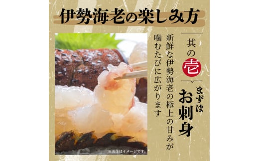 熊野灘産活伊勢海老 豊漁コース 3～7尾 約1400g前後 魚介 伊勢海老 伊勢えび 海老 えび 活き 三重県 御浜町 - 三重県御浜町｜ふるさとチョイス  - ふるさと納税サイト