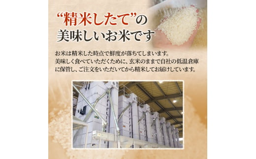 新潟県上越市のふるさと納税 【訳あり】1月発送分 新潟 にじのきらめき 5kg 上越市 精米 米 新潟県 おすすめ 限定 虹のきらめき