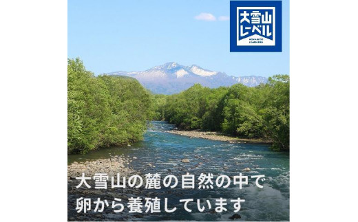 北海道上川町のふるさと納税 北海道大雪サーモン刺身用1.5kｇ（約150ｇ×10個程度）