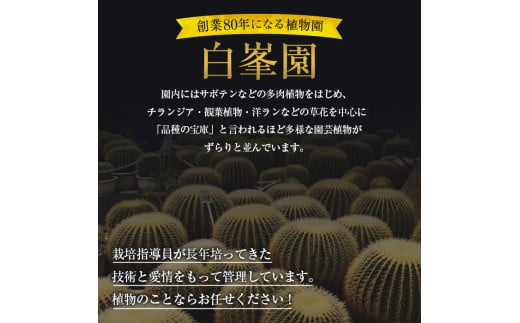 【白峯園】 姫紅小松 25年生前後 塊根植物 トリコディアデマ バルボサム Trichodiadema bulbosum 観葉植物盆栽 観葉 植物  コーデックス メセン インテリア F21J-115|白峯園