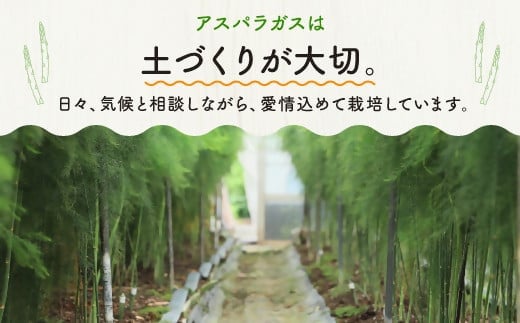 大分県豊後高田市のふるさと納税 グリーンアスパラガス（800g）【7月～9月配送】