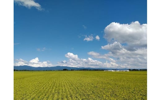 秋田県大仙市のふるさと納税 令和6年産 秋田県産あきたこまち 一等米 農家直送 無洗米5kg　内小友ファーム