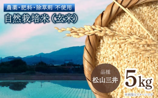 令和6年産 「 自然栽培米（玄米）5㎏ 」 愛媛県西条市産 品種：松山三井　玄米 米 コメ 5キロ 自然栽培 1714212 - 愛媛県西条市