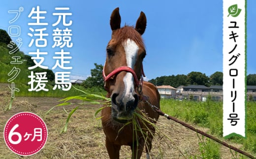 No.379 【ユキノグローリー号】元競走馬生活支援プロジェクト（6ヶ月） ／ 馬 競馬 引退 余生 飼育 治療 管理 支援活動 埼玉県 1723607 - 埼玉県狭山市