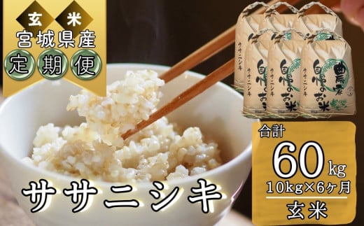 【令和6年産】 【新米】 ササニシキ（玄米）合計60kg 10kg 6ヵ月定期便（10kg×6回） 【定期便】宮城県 東松島市 米 こめ オンラインワンストップ 対応 自治体マイページ ささにしき G 1209313 - 宮城県東松島市