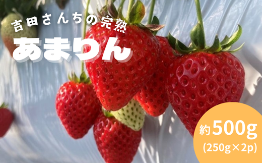 〈先行受付〉吉田さんちの完熟苺「あまりん」　500g　【11218-0846】