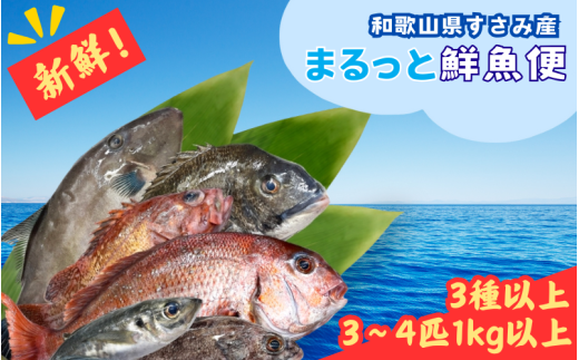 【頭切り落とし】和歌山県すさみ産 まるっと鮮魚便【3～4匹】/ 魚介 海鮮 海の幸 魚料理 冷凍 まるごと 新鮮 刺身 和歌山 すさみ町 大容量 【scp122-1】