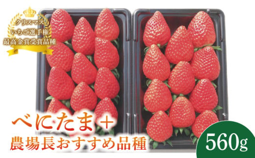 【予約受付】 いちご べにたま +農場長おすすめ品種 560g (280g×2P)  苺 食べ比べ イチゴ ストロベリー 産地直送 ご当地 果物 くだもの フルーツ デザート 食品 冷蔵 げんき農場 埼玉県 羽生市 1720502 - 埼玉県羽生市