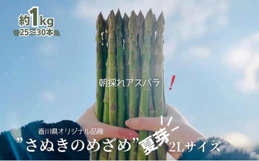 朝採れ アスパラ【さぬきのめざめ】夏芽 2Lサイズ　約1kg （25～30本） 