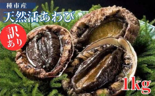 【年内発送】種市産天然活あわび(訳あり) 8～11個程度(約1kg) お刺身 鮑 ステーキ 産地直送 冷蔵 885201 - 岩手県洋野町