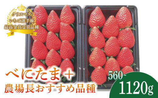 いちご べにたま +農場長おすすめ品種 560g 1120g 苺 食べ比べ 選べる容量 イチゴ ストロベリー 産地直送 ご当地 果物 くだもの フルーツ デザート 食品 冷蔵 げんき農場 埼玉県 羽生市