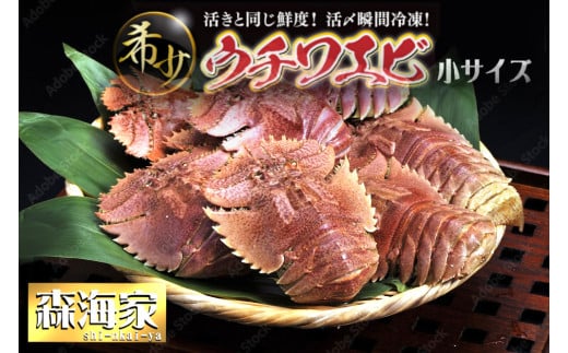 【ふるさと納税】ウチワエビ(小) 天然ほんまもん！ 1000g(12~14匹前後) 国産 東洋町産 天然 新鮮 海鮮 刺身 焼き ボイル 四国 お取り寄せ お祝い 記念日 贈り物 送料無料 S244 1378110 - 高知県東洋町