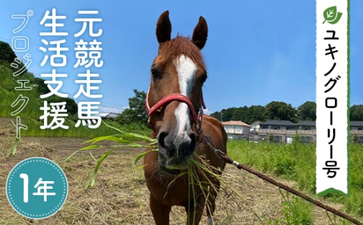 No.380 【ユキノグローリー号】元競走馬生活支援プロジェクト（1年） ／ 馬 競馬 引退 余生 飼育 治療 管理 支援活動 埼玉県 1723608 - 埼玉県狭山市