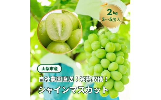 ＜2025年先行受付＞シャインマスカット約2kg 山梨県産 自社農園直送!完熟収穫! ＜数量限定＞【1327875】 390260 - 山梨県山梨市