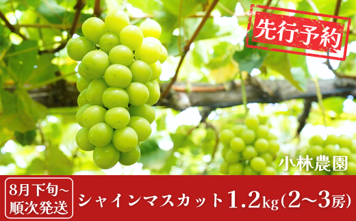 先行予約 シャインマスカット 約1.2kg [8月下旬から発送予定] 令和7年度 新潟県 三条市産 ぶどう [小林農園]【013P027】 866555 - 新潟県三条市