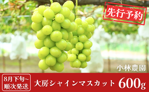 先行予約 大房シャインマスカット 約600g（1房）[8月下旬から発送予定] 令和7年度 新潟県 三条市産 ぶどう [小林農園] 10000円以下 1万円以下【010P080】 866596 - 新潟県三条市