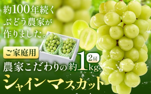 シャインマスカット ご家庭用 農家こだわりの シャインマスカット 2房 約1kg [2025年9月中旬-10月末頃出荷(土日祝除く)] Nini farm マスカット 送料無料 岡山県 浅口市 フルーツ 果物 贈り物 国産 岡山県産 くだもの 果物 青果物