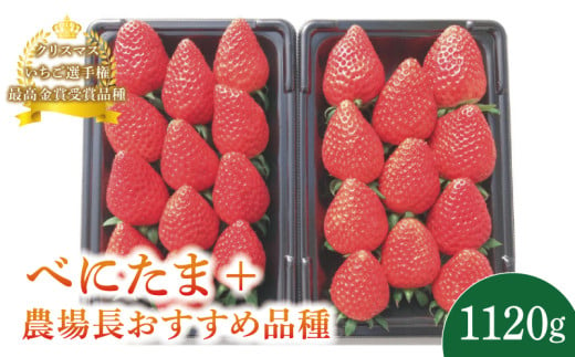 【予約受付】 いちご べにたま +農場長おすすめ品種 1120g (280g×4P)  苺 食べ比べ イチゴ ストロベリー 産地直送 ご当地 果物 くだもの フルーツ デザート 食品 冷蔵 げんき農場 埼玉県 羽生市 1720503 - 埼玉県羽生市