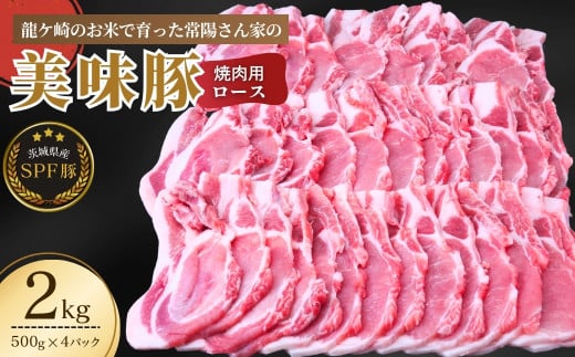 龍ケ崎のお米を食べて育った常陽さん家の美味豚(SPF豚)ロース 焼肉用 2kg  | 国産 ロース ロース肉 豚ロース 豚 SPF SPF豚 豚肉 焼肉 バーベキュー しゃぶしゃぶ 肉 にく 肉類 ポーク こだわり やわらか お米育ち 安心 安全 人気 お取り寄せグルメ お取り寄せ グルメ おすすめ 茨城県 龍ケ崎市