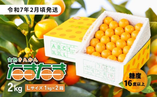 完熟きんかん たまたま 2kg | 果物 フルーツ デザート スイーツ きんかん きんかんたまたま 完熟 宮崎県産 国産 宮崎産 贈答 贈り物 ギフト プレゼント ブランド 柑橘 柑橘系 柑橘類 おやつ グルメ お取り寄せ 宮崎県 高千穂町 |_Tk004-050 597694 - 宮崎県高千穂町